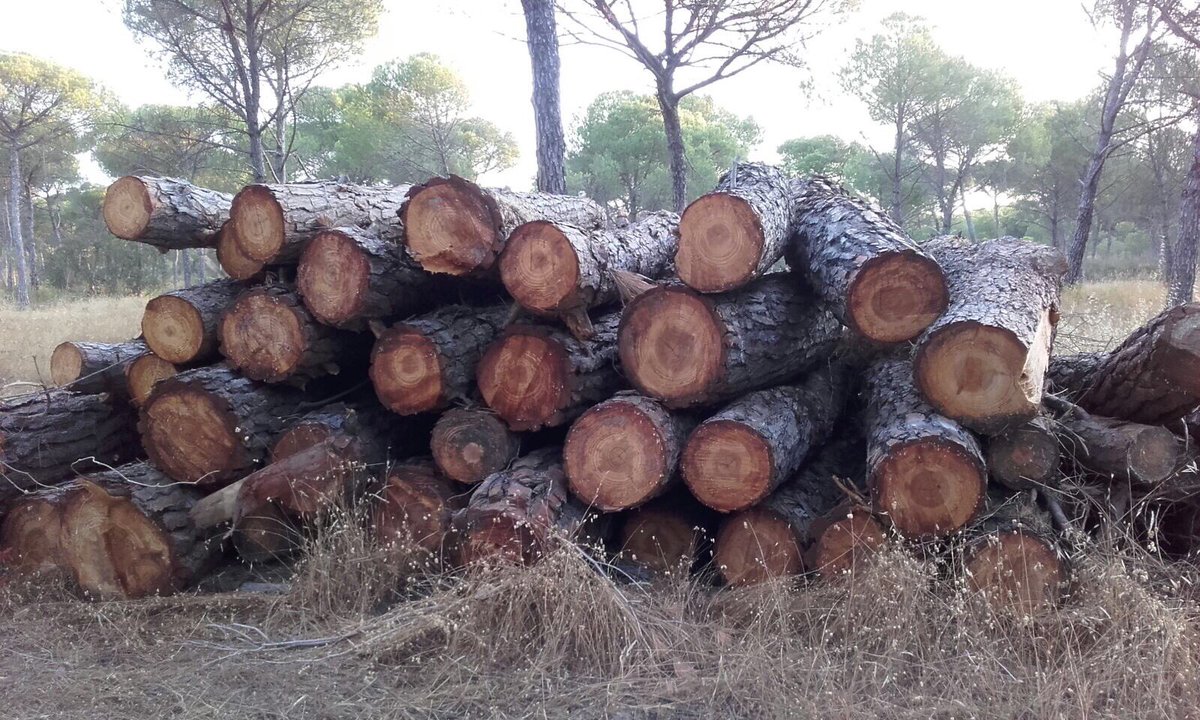 PPaljaraque's tweet photo. ⚠️Nuestros montes están abandonados, peligro en época estival

#Aljaraqueabandonado con @PSOEALJARAQUE @IUAljaraque @fjmartinorta #Aljaraque https://t.co/4ToSPxZe0o