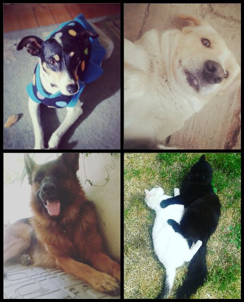 PaciTobar's tweet photo. #lamañana Tara, bacco, greco, pulgui y morgan freeman. Mi manada ❤🐶🐱 https://t.co/P2LNkGhMzw