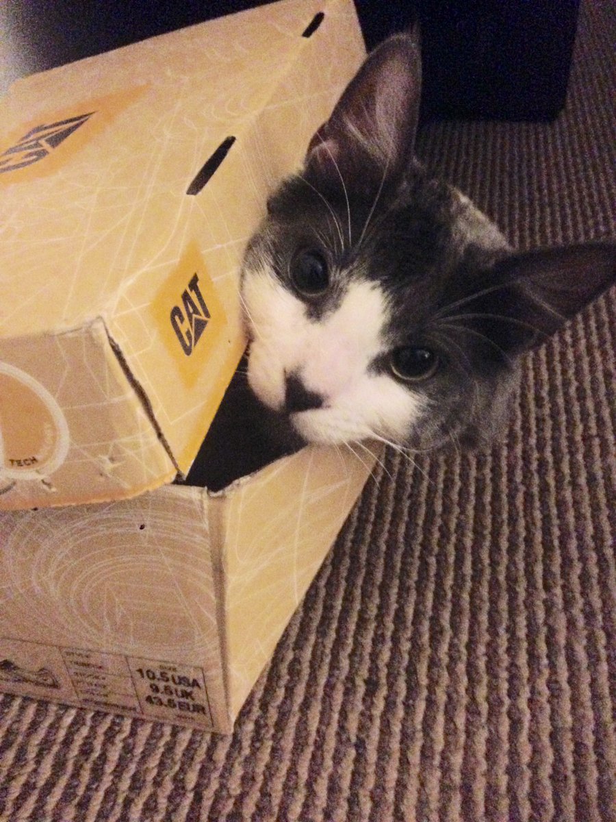 Mloretohb's tweet photo. #LaManana kali mi gatito 🐱 https://t.co/IczEKrRCWz
