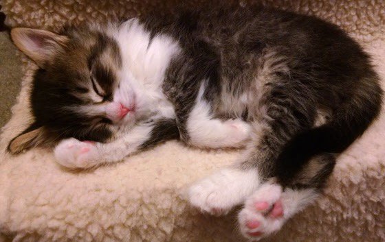 bnr7403's tweet photo. 眠たくなっちゃった… https://t.co/k2Cf956FAN