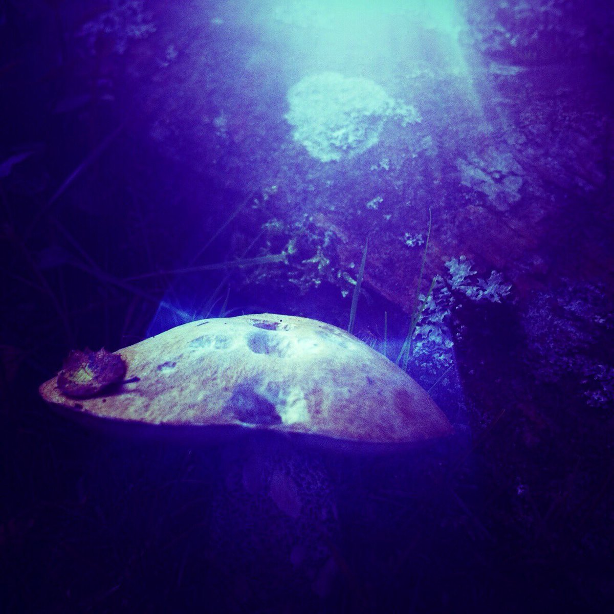 ReefusMoons's tweet image. Coming soon...'The Light of the Moon', the new Reefus Moons album.