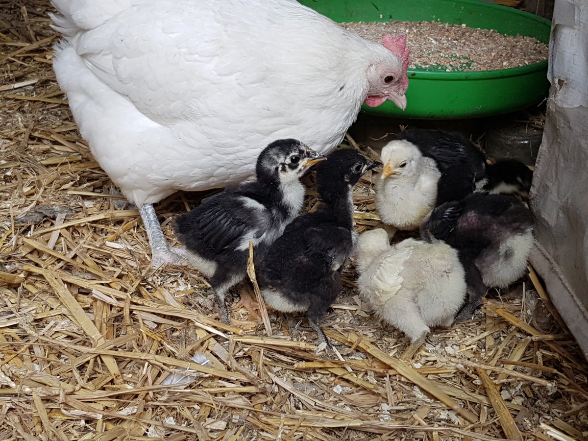 Birdpoultry's tweet photo. Taken at 20 days old #poultry #bantams #chicks #australorps #birdpoultry #chickens https://t.co/g9CqLTGwOK