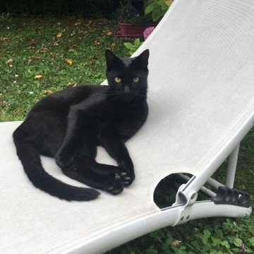 miaoubox's tweet photo. Bagheera se la pète sur sa chaise longue 😎 ---> 5€ de réduction sur la Miaoubox avec le code JUILLET17 https://t.co/sPwZOVWBn6