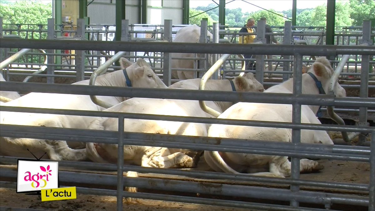 Claire_Agri85's tweet photo. [VIDEO] #Innovaction Découverte du bâtiment #logettes aux #Etablieres @FDSEAVendee @ChambagriPdL >> https://t.co/ZHug2389Vm https://t.co/gp2eNNr1Wt