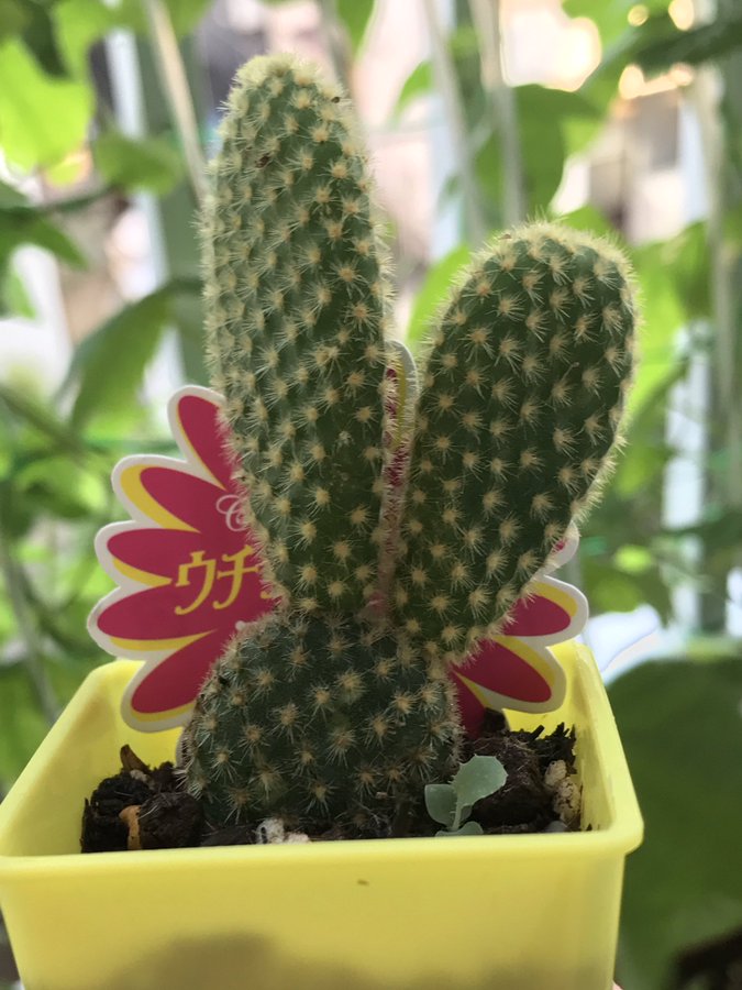 3ページ目 ダイソーの観葉植物人気10選 レアな多肉植物もご紹介 ダイソー Daiso Sumica スミカ 毎日が素敵になるアイデアが見つかる オトナの女性ライフスタイル情報サイト