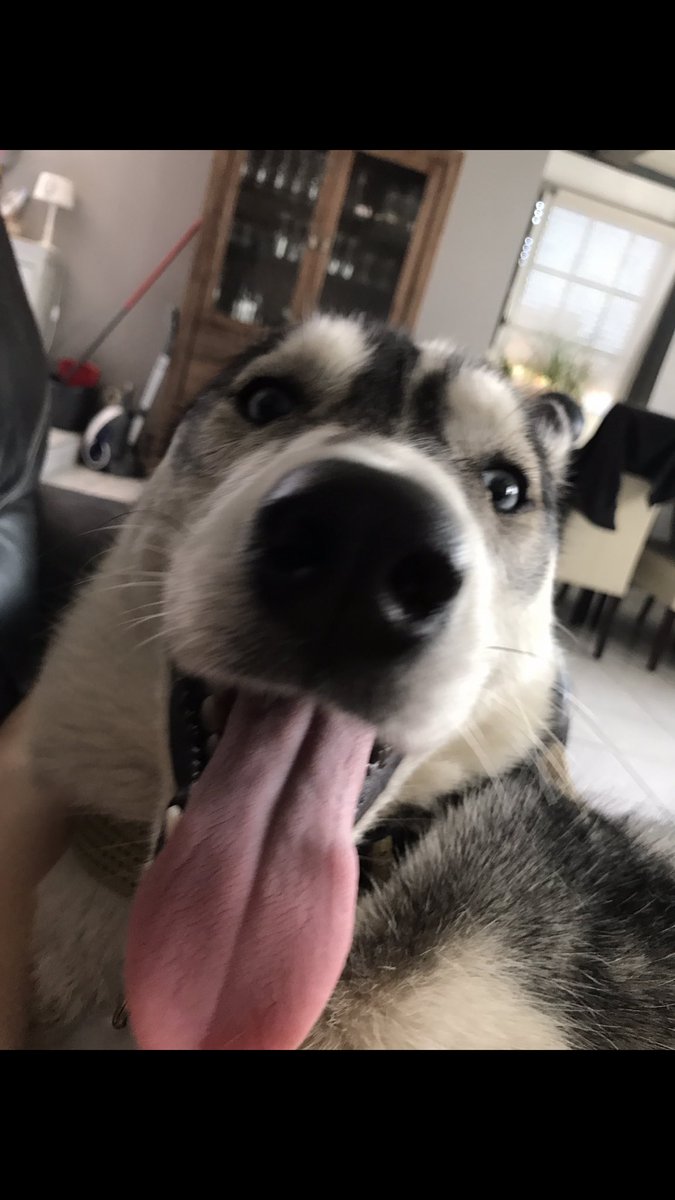 mathilde_lfr's tweet photo. qd j'ai eu mon husky je pensais que j'allais faire des photos magnifiques mais en vrai : https://t.co/9176NershH