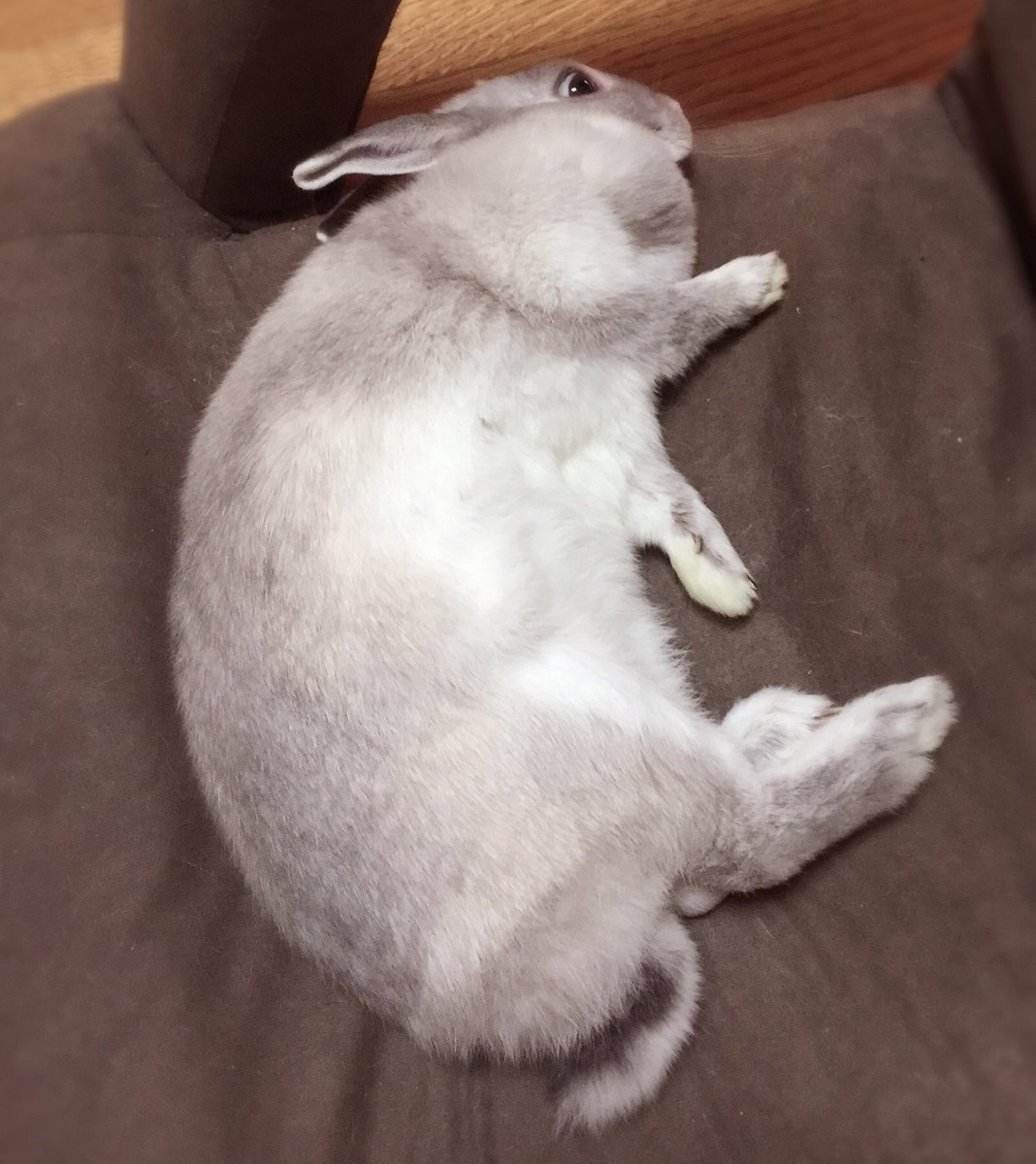 ichthy0stega's tweet photo. 火曜ウサスペンス劇場 https://t.co/MTL5BlY6QC
