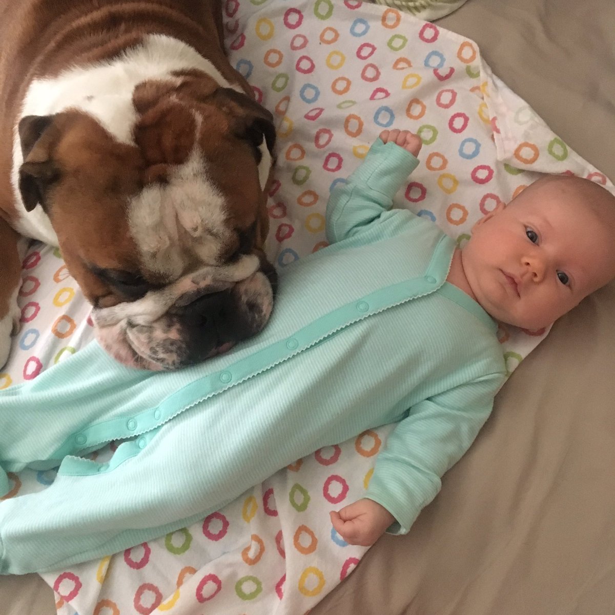 ewabarska's tweet photo. Best friends for last 8 weeks and for much longer #ThisMorning #englishbulldog #dogsandbabies https://t.co/f8hfcUsuyO