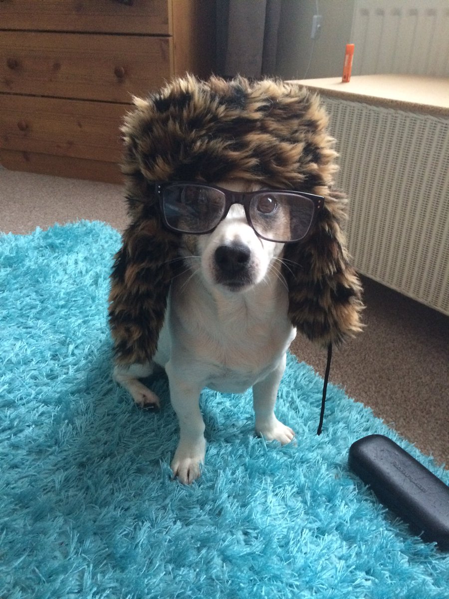 JasonDefool's tweet photo. @thismorning my dog loves to pose #jackrussell https://t.co/mphekX6gOT