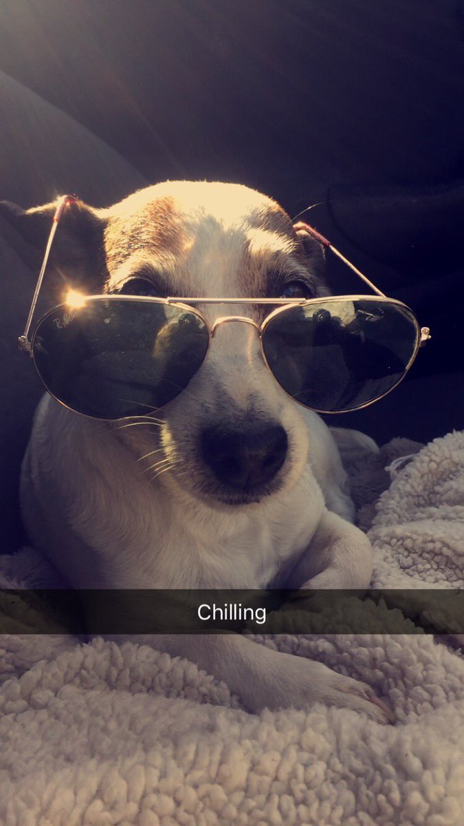 JasonDefool's tweet photo. @thismorning my dog loves to pose #jackrussell https://t.co/mphekX6gOT