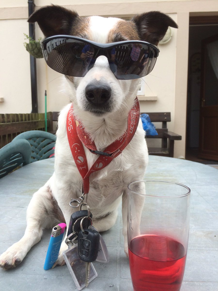 JasonDefool's tweet photo. @thismorning my dog loves to pose #jackrussell https://t.co/mphekX6gOT