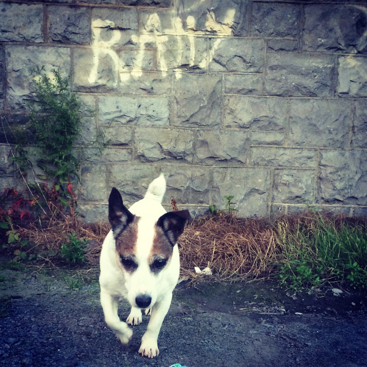 JasonDefool's tweet photo. @thismorning my dog loves to pose #jackrussell https://t.co/mphekX6gOT