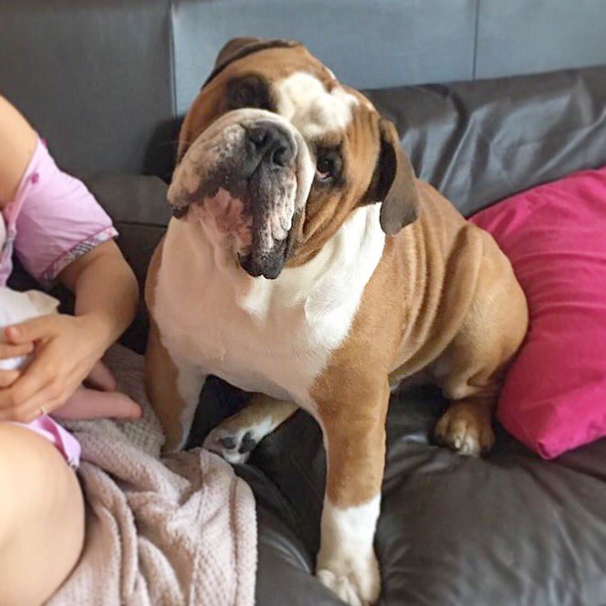 ewabarska's tweet photo. Isn't that the most #adorable head tilt..? 😍 #bulldog #englishbulldog #cutenessoverload #mustlovedogs #ThisMorning https://t.co/WDnLvjWPwh