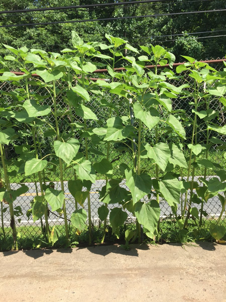 ShieldingGasket's tweet photo. Sunflower Update: Boom ! Over the fence !! The word is, another foot or so and heads will be poppin' ! https://t.co/mbhUDF585P