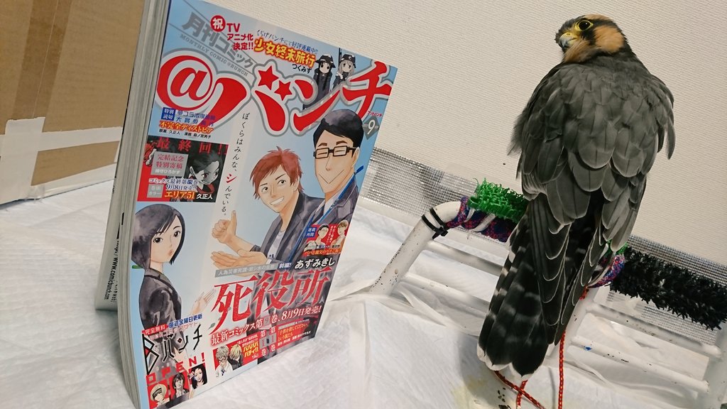 本日発売の@バンチ9月号にインド神話な学園コメディ「踊る!狂気のJKカーリーちゃん」第五話「友は類を寄せつける」が掲載されています!
今回は新キャラが登場したりあゆみちゃんがとてもいっぱい災難にあったりカーリーちゃんの衝撃の真実かもしれないことが明かされたりするほのぼの回です。 