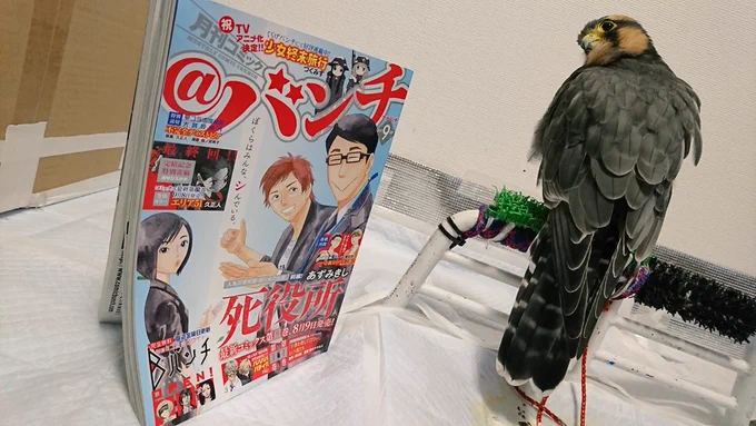 本日発売の@バンチ9月号にインド神話な学園コメディ「踊る!狂気のJKカーリーちゃん」第五話「友は類を寄せつける」が掲載されています!
今回は新キャラが登場したりあゆみちゃんがとてもいっぱい災難にあったりカーリーちゃんの衝撃の真実かもしれないことが明かされたりするほのぼの回です。 