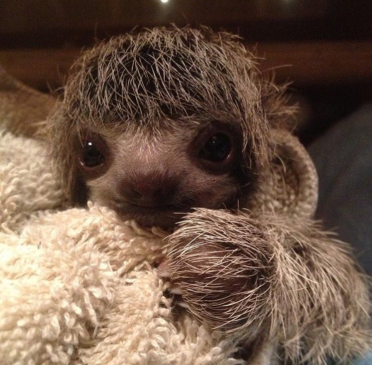 toty_toe's tweet photo. @talktartan #cutewars https://t.co/Ea6VL2eQGG