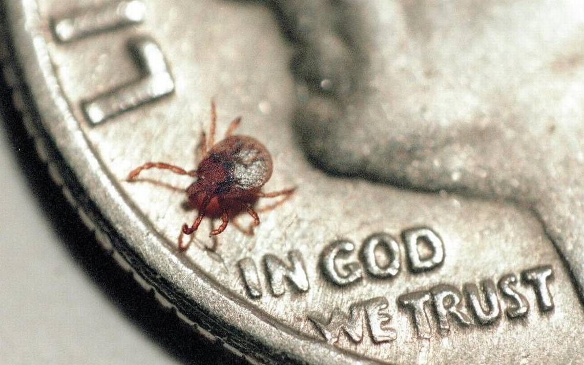 GuardianRepels's tweet photo. Keep ticks on your mind and off you. And keep in mind that Guardian beets DEET against ticks. https://t.co/KMYQH1JS9V https://t.co/cAZ0LK5BhS