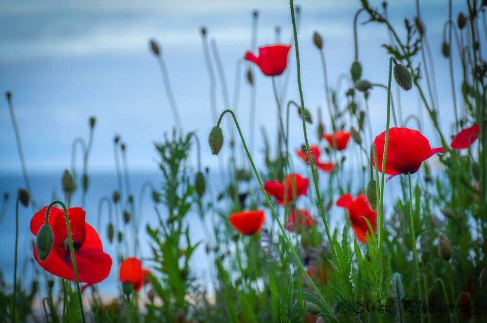 Some beautiful poppies to brighten up a rainy day <a href="/ItsYourWales/">It's Your Wales</a> @ruthwignall <a href="/DerekTheWeather/">Derek Brockway - weatherman</a> <a href="/MikeDoyleComedy/">Mike Doyle</a> <a href="/BBCSpringwatch/">BBC Springwatch</a>