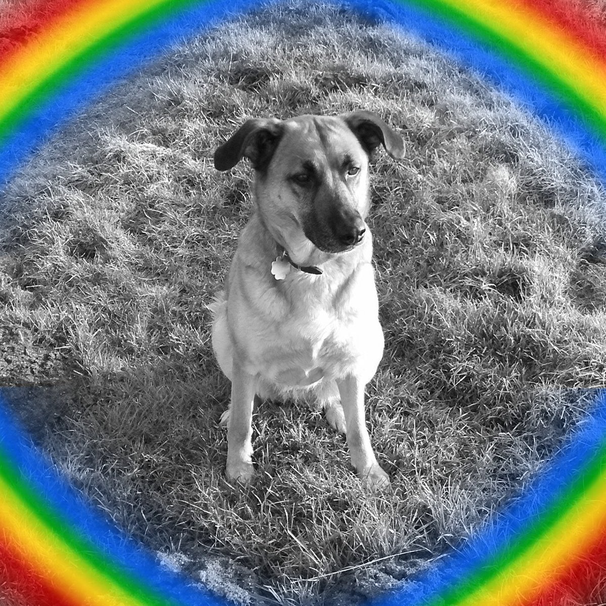 EdelHaut's tweet photo. Komm gut über die #Regenbogenbrücke 😢❤
Gute Reise, du wirst eine große Lücke hinterlassen......
Ronja *26.06.2004 🕇21.07.2027 https://t.co/AvpRE6lbTT