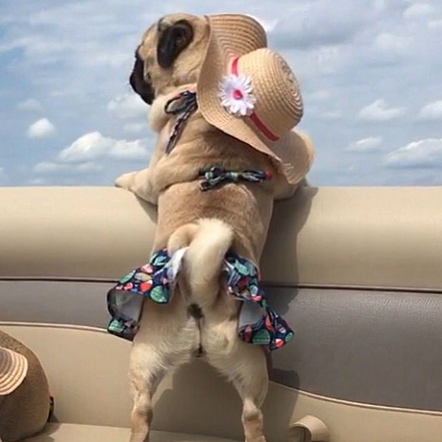 Pugdashians's tweet photo. Bootylicious.........WOOF!!👙🌤
#tillypugdashian https://t.co/631zdyBdGV