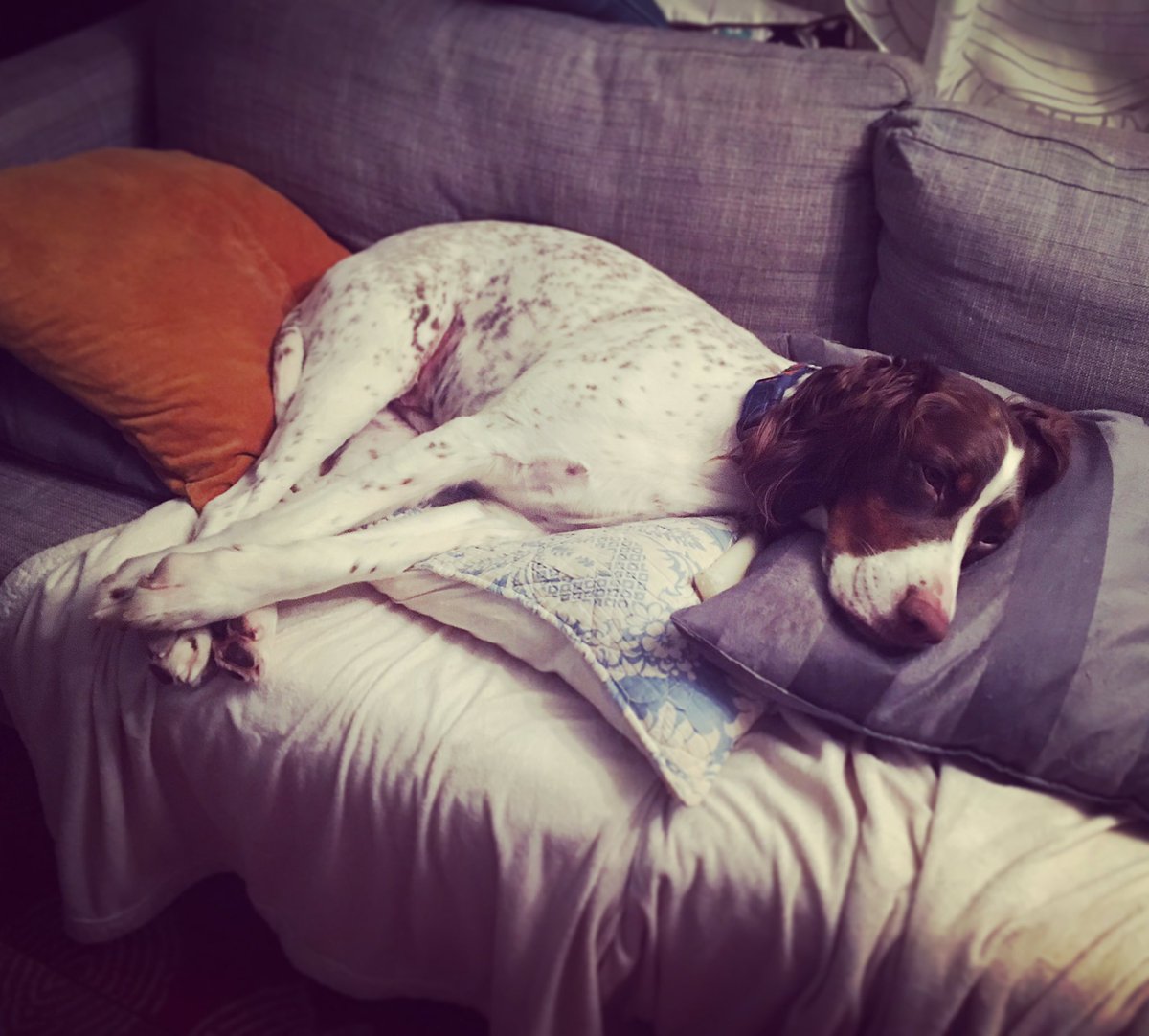 emilyrsutton's tweet photo. How I found Okie at 3AM. He moved the pillows around to his liking π#comfymuch? #Okie the #WeatherDog #TGIF https://t.co/TdGuaU2Taj