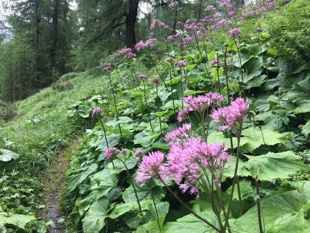 A_L_resort's tweet photo. #alpenschloessl_linderhof #ontour #wandern #rötalm #malgarossa #prettau #predoi https://t.co/0GDvqG1KI3