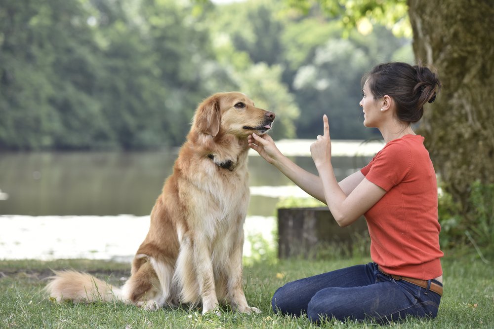 K9_consulting's tweet photo. Learn how to proof behaviours so your dog will be just as obedient outside of the house as inside. https://t.co/ub6vqNr16t