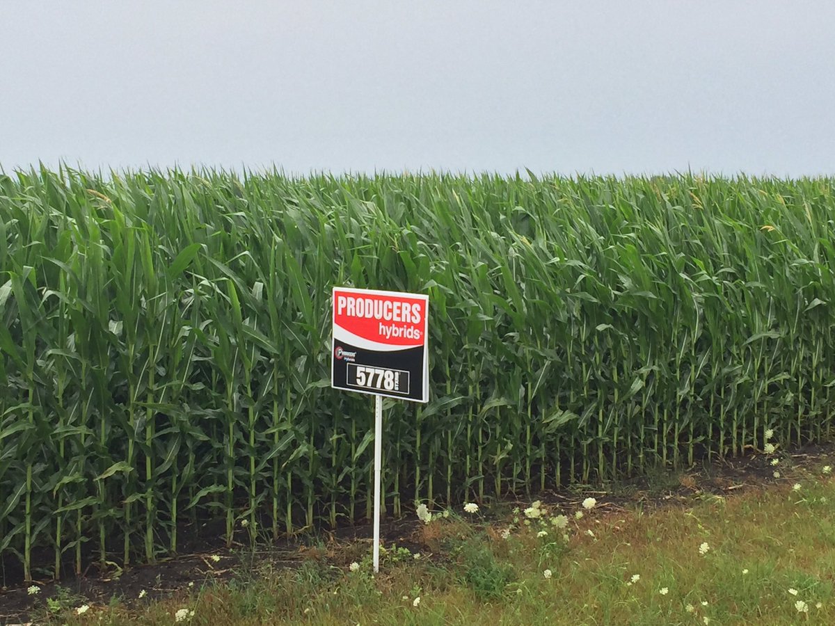 stelter78's tweet photo. Crops are looking fantastic in Pipestone County, MN. #PHProjectRED https://t.co/KSrPOC05Ol