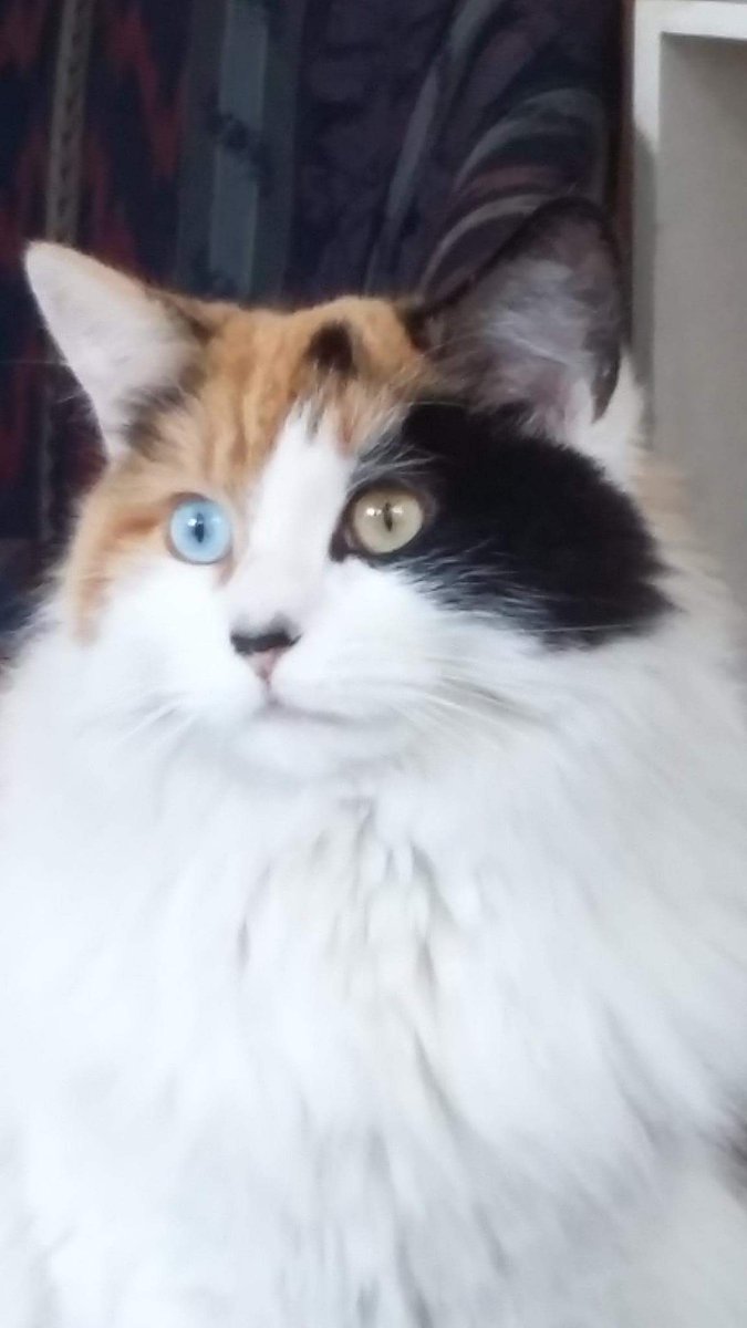 Javieracat's tweet photo. Lila   #LAMAÑANA https://t.co/ld0pBNGvky