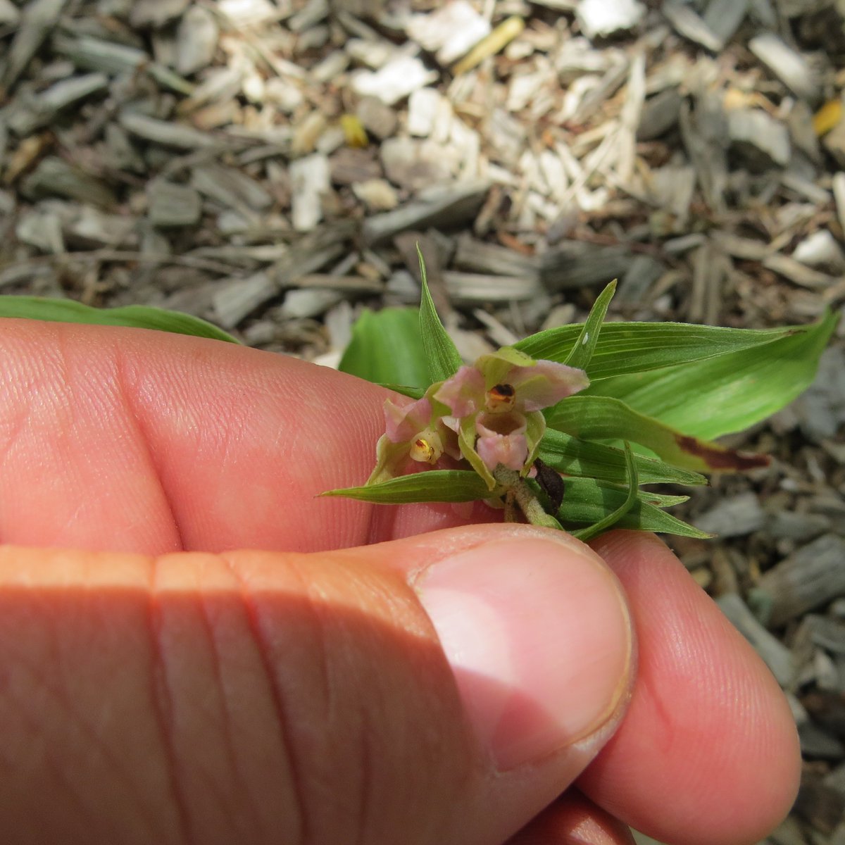 MuseeLouvreLens's tweet photo. 🌱
Les #jardiniers ont découvert cette petite #orchidée sauvage dans le #ParcLouvreLens ! 
C'est une #Epipactis #helleborine. https://t.co/CHTcVM6NGr