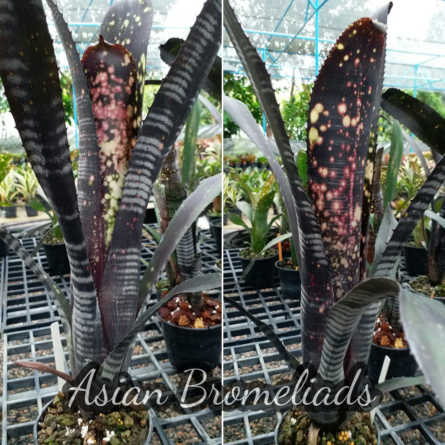 Asian Bromeliads on X: 