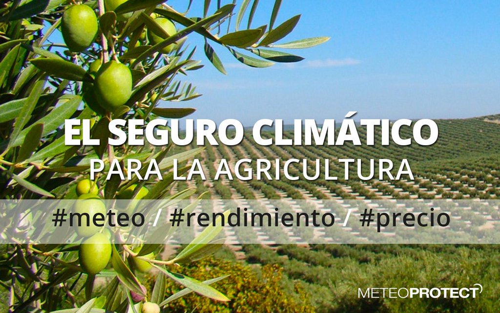 #olivicultores protéjase contra el estrés hídrico de otoño, <a href="/meteoprotect/">Meteo Protect</a> le ofrece su #seguroparametrico meteoprotect.es/en/