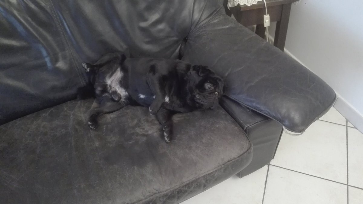pier_ceschini's tweet photo. Io che cerco di superare la pausa estiva
(Interpretazione sublime del mio cane)
#daichemancapoco #pausaquandofinisci https://t.co/7ucHLK7Od6