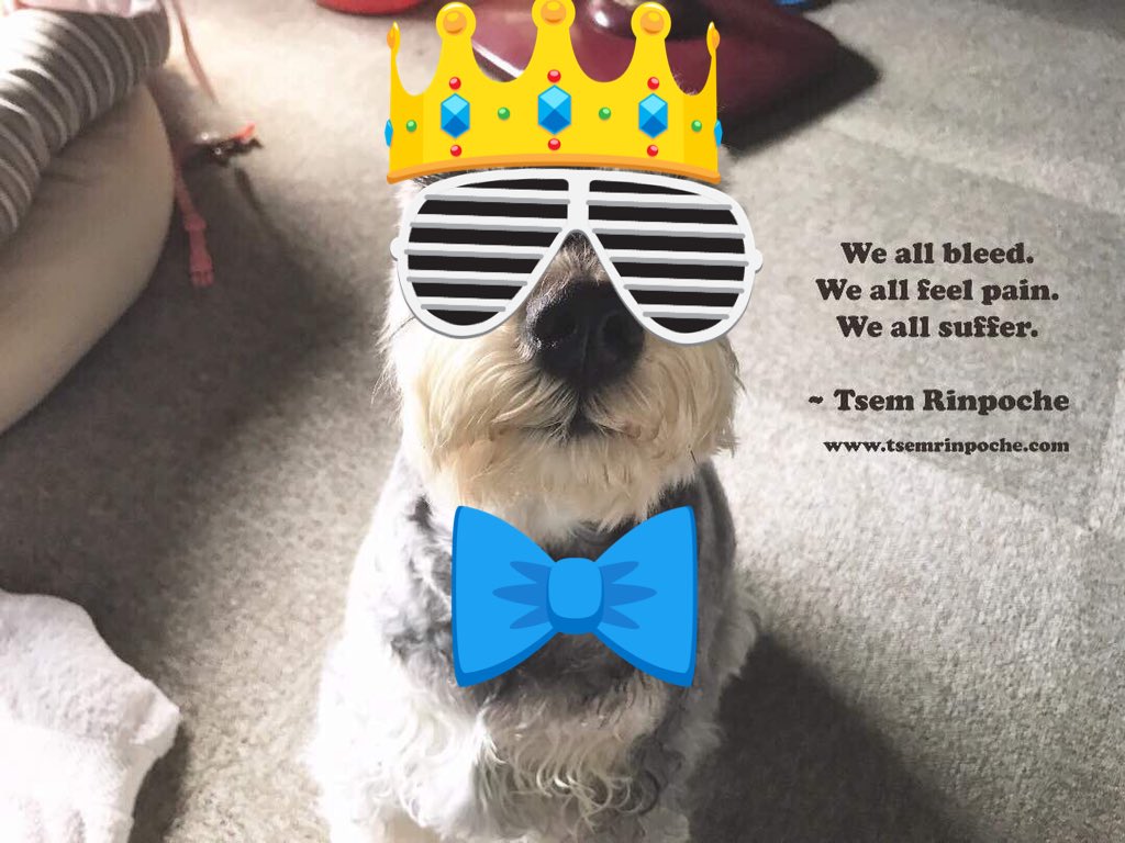 JanelleCJE's tweet photo. #soul
#yoga
#zen
#dogs
#cats
#animals
#iloveanimals
#fatty
#Monster
#ilovefattymonster
#ilovedharma
#iloveoser
#cats
#brind
#mind https://t.co/SI91gR4kmp