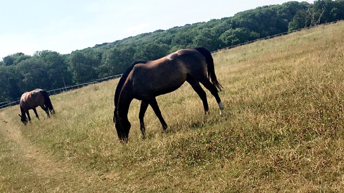 gabyallm's tweet photo. Poneys en vacances 🌾 #Horses #sun https://t.co/x3UoKpuJHU