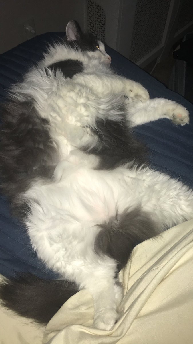 FiWithTheGoatee's tweet photo. Mom found me like this when she woke up. I live a good life. #catsrule #catlife #CatsOfTwitter #cat #FiWithTheGoatee https://t.co/7N0v8OOMcJ