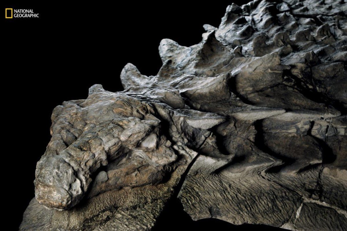 jurassic_jacks's tweet photo. Nodosaur fossil so well preserved it looks like a statue! An ankylosaur type from Cretaceous Period, like a four footed tank! #FossilFriday https://t.co/t9lUCclf26