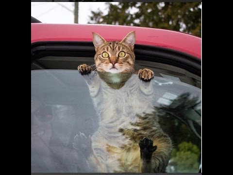 topklikml's tweet photo. #Funny ##Cats and The world's most ...
LINK: https://t.co/awxTuRVnhb
#CatFunny #CatVideos #CatsFunny #Cute #Dog #Funniest #FunnyCa https://t.co/wv8Tbu4lGl