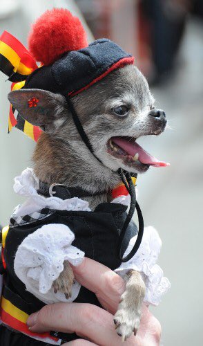 VetSelectDog's tweet photo. Bonne fête à nos amis belges 🇧🇪 #21juillet #fetenationalebelge #belgiannationalday https://t.co/Oz67kiDXEP
