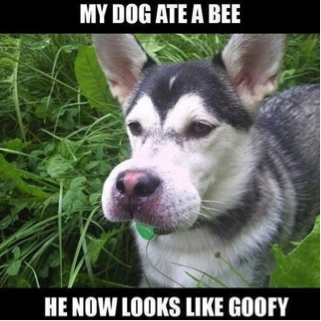masters_pest's tweet photo. Don’t put yourself or your dog at risk by attempting to exterminate pests. #PestHumor #Pesticides #FridayFeeling #themasters #newyork https://t.co/r6wNKMIE79