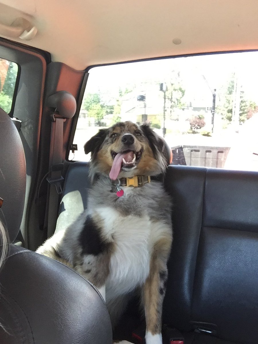 carr_hill95's tweet photo. I'm dropping this dopey dog off at the vet while we are in St George for 10 days and I want to cry 😭😭😭 https://t.co/Q1fgMEIb8n