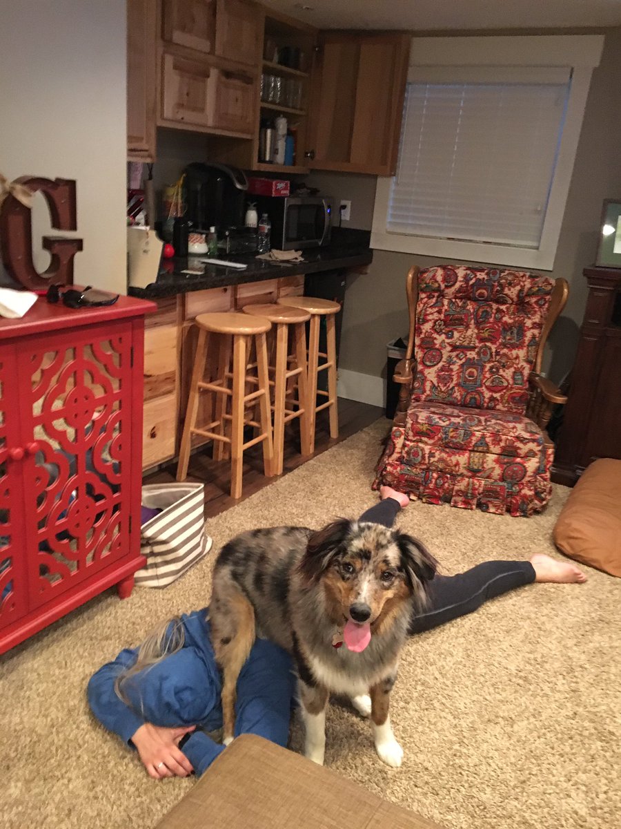 carr_hill95's tweet photo. I'm dropping this dopey dog off at the vet while we are in St George for 10 days and I want to cry 😭😭😭 https://t.co/Q1fgMEIb8n