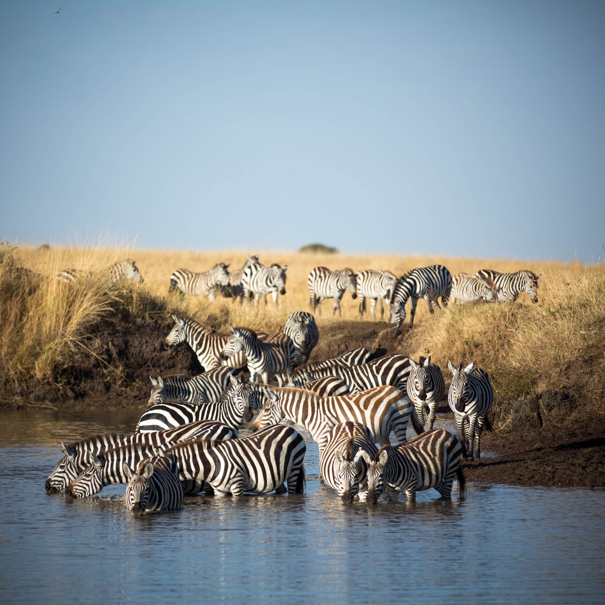 magicalkenya's tweet photo. The mara is looking pretty good this time of the year. We trust you'll get a chance to experience it Jack. #JackMaInKenya https://t.co/JV000kfbds