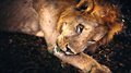Traveller24_SA's tweet photo. #ShockWildlifeTruth: Cecil the Lion's cub Xanda killed by trophy hunter in Zimbabwe

https://t.co/tdaUubRmOW https://t.co/VC5YCmOIVb