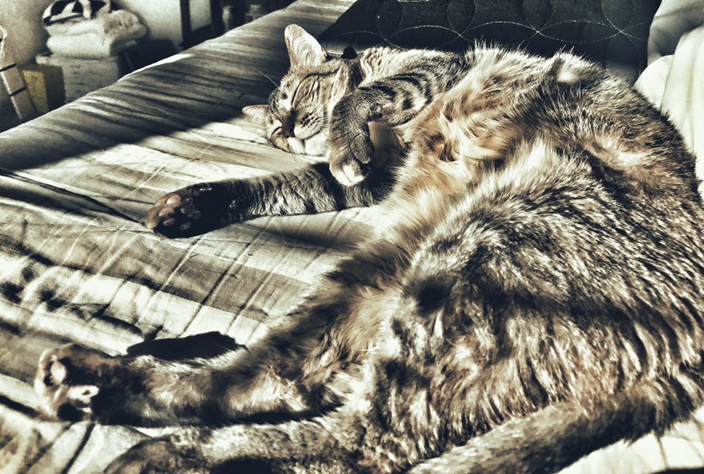 famousjay's tweet photo. @zeeger6 @TheBradleyLane How about both? #catseed https://t.co/nTv61EIxy3