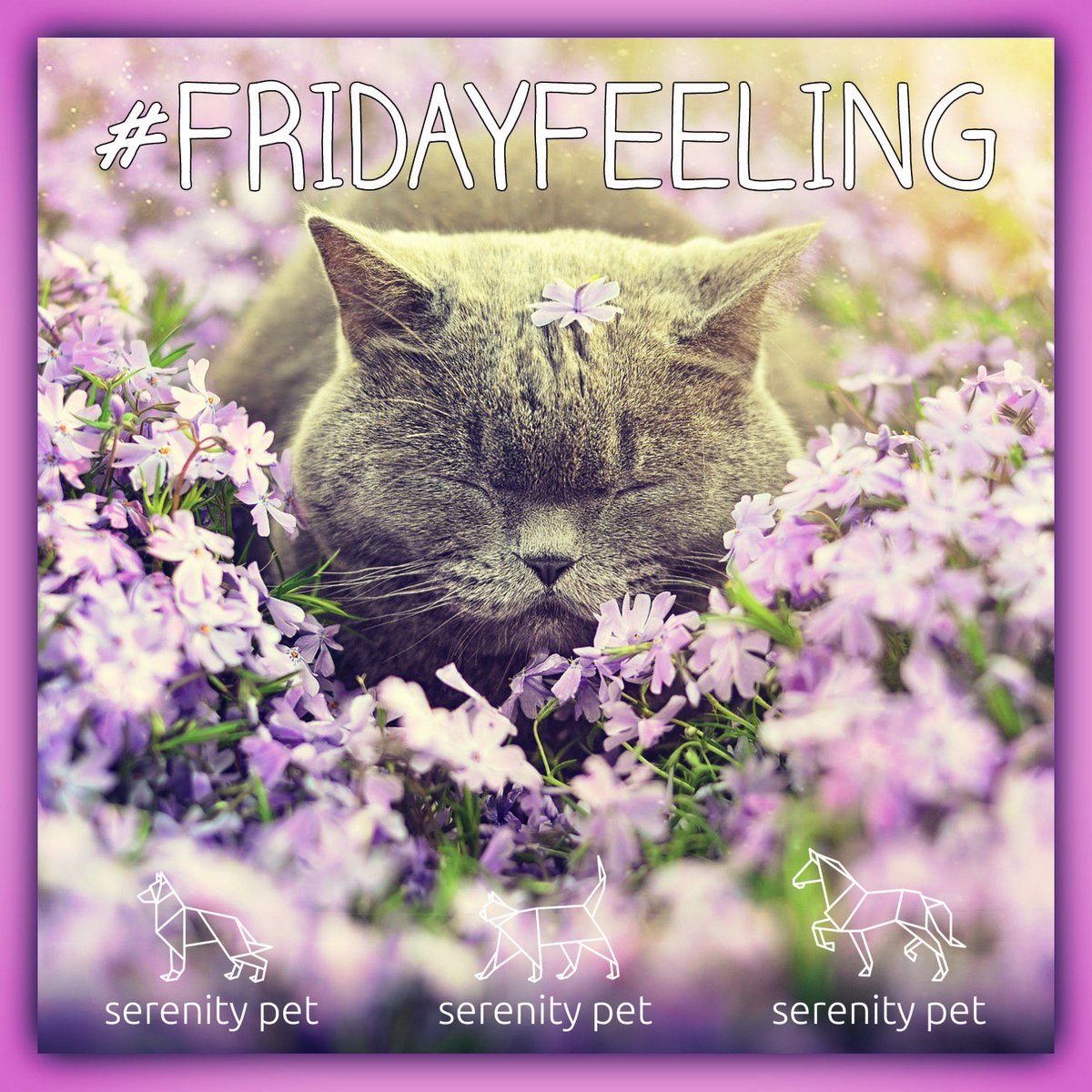 serenitypet's tweet photo. Who's got that #FridayFeeling!?
Did you know we do cat shampoo as well? Check it out:
https://t.co/U68r64pwNV

#TGIF #FriYay #Friday https://t.co/oy5qDPekxA