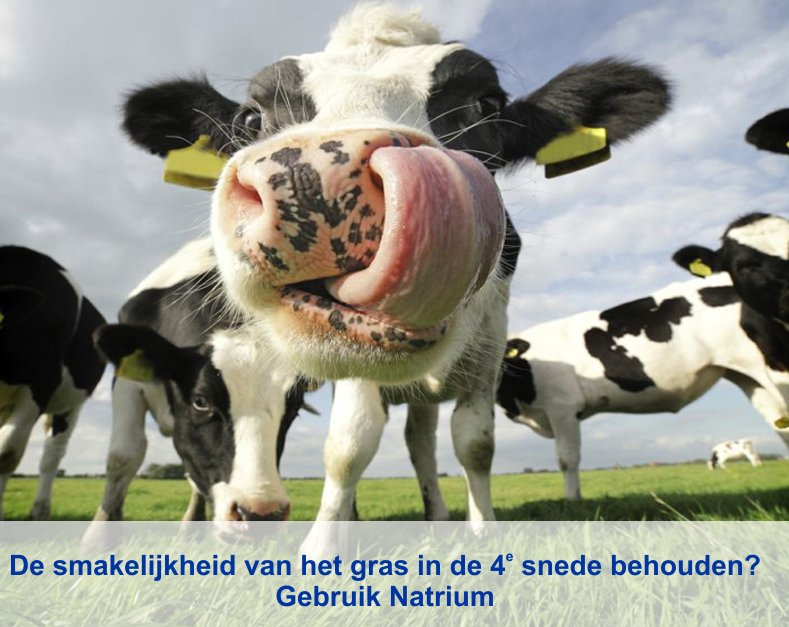 Wilt u de smakelijkheid van het gras in de 4e snede behouden? Voeg dan Natrium toe aan uw bemesting.bit.ly/2twtmJf #bemesten