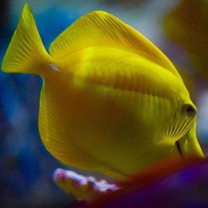 NEAQ's tweet image. How about a sunny yellow tang for your Friday fish moment?

#VisitorPicture by @graffe12344 #regram #yellowtang #s… ift.tt/2uGFNqy