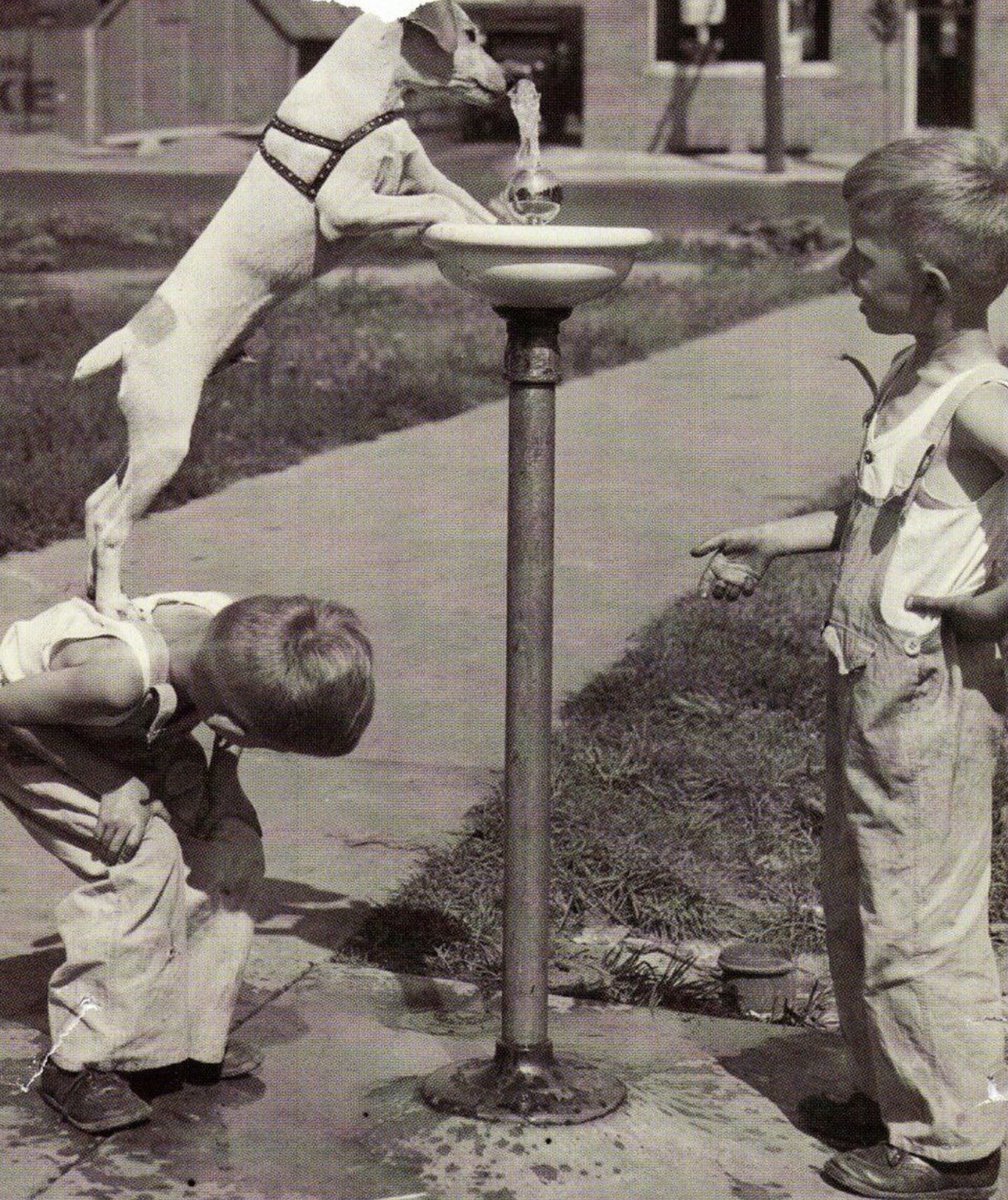 Eduquemos en empatía a la sociedad de mañana.
#DiaInternacionalDelPerro